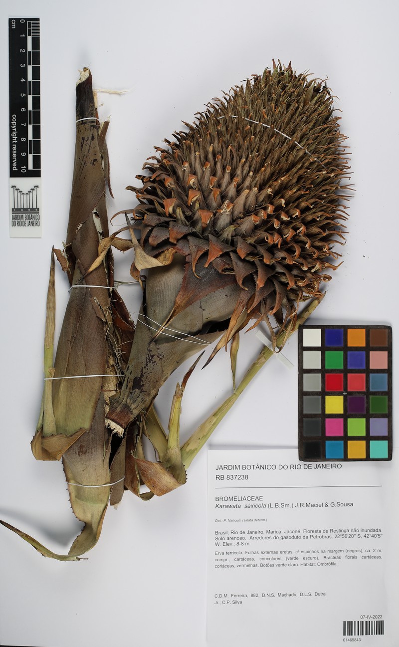 Karawata saxicola