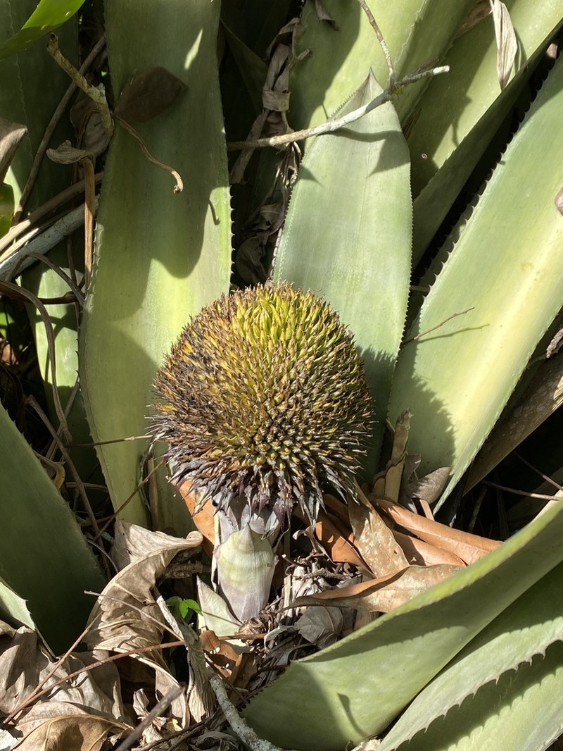 Karawata saxicola photo 2