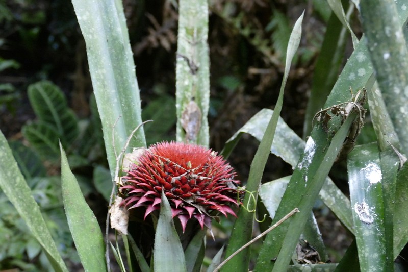 Karawata saxicola photo 3
