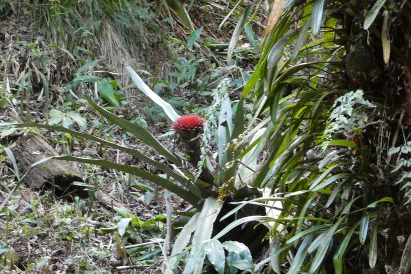 Karawata saxicola photo 6