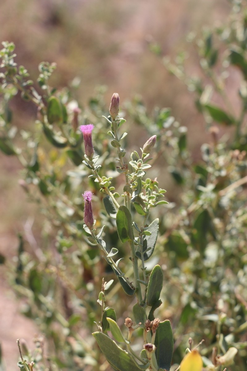 Karelinia caspia