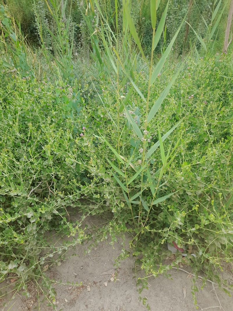 Karelinia caspia photo 2