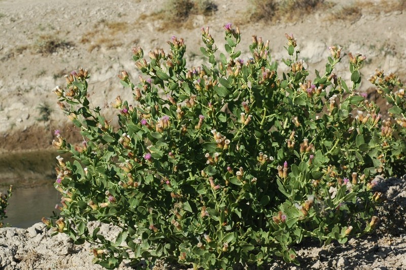 Karelinia caspia photo 3
