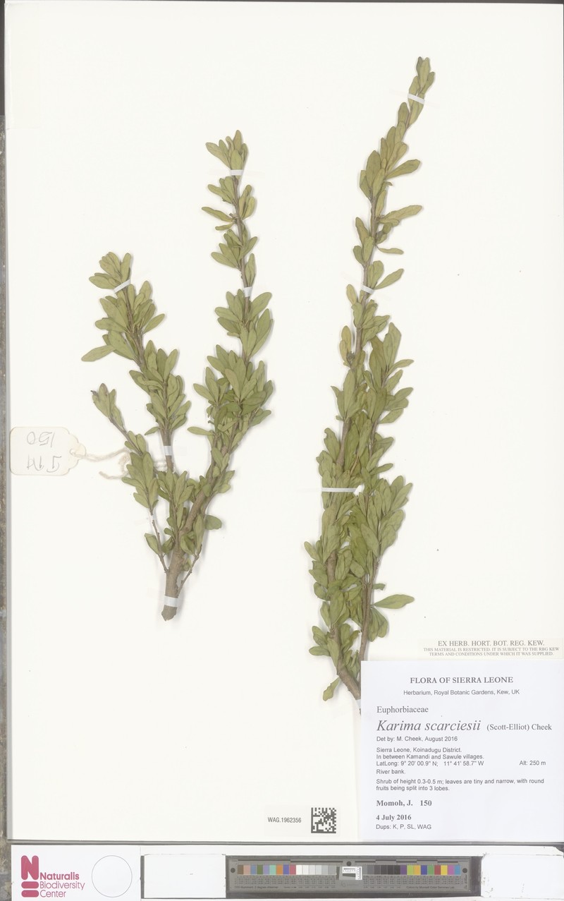 Karima scarciesii