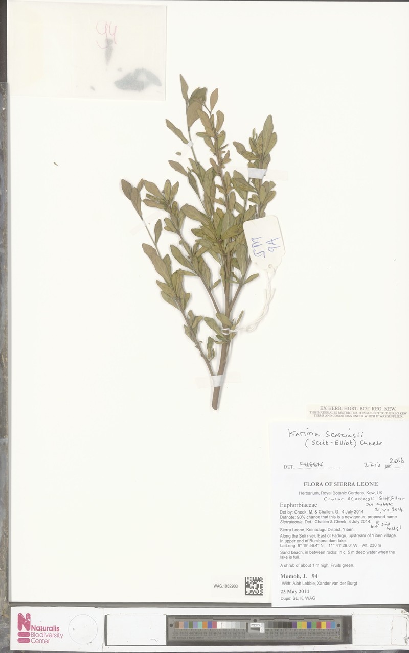 Karima scarciesii photo 2