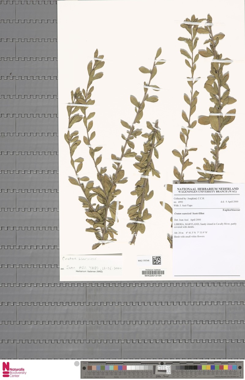 Karima scarciesii photo 3