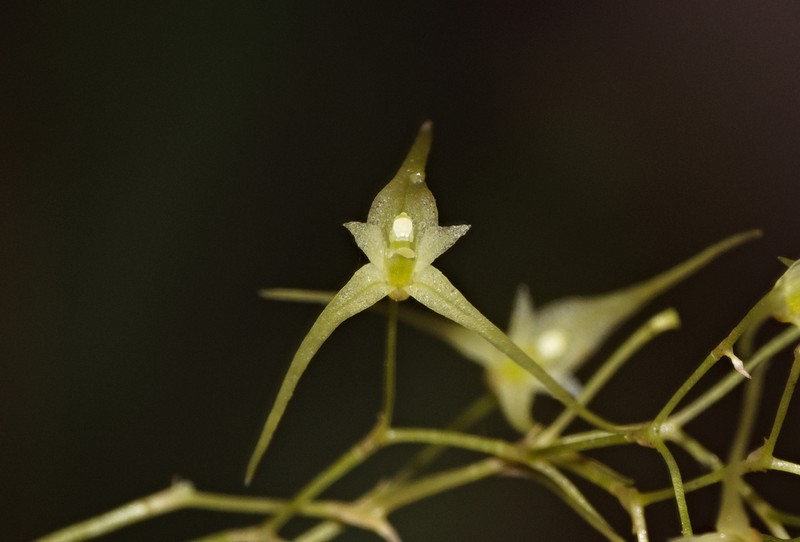 Karma cedralensis