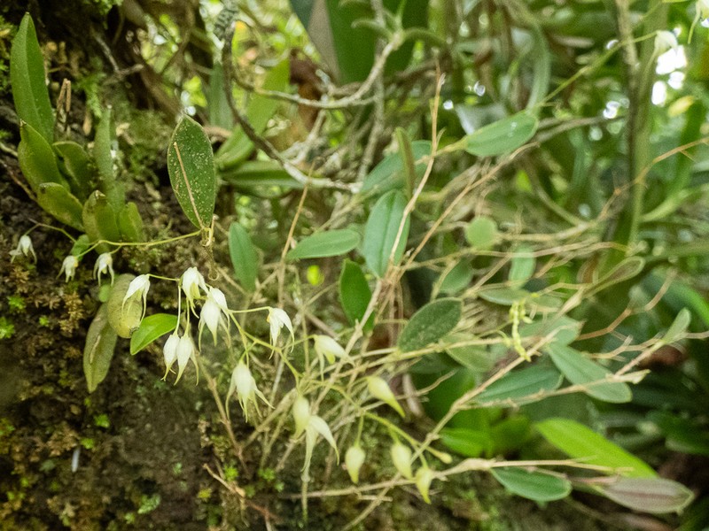 Karma cedralensis photo 2