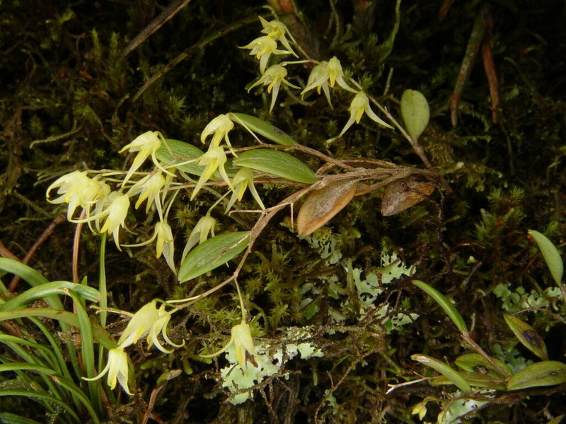 Karma cedralensis photo 3