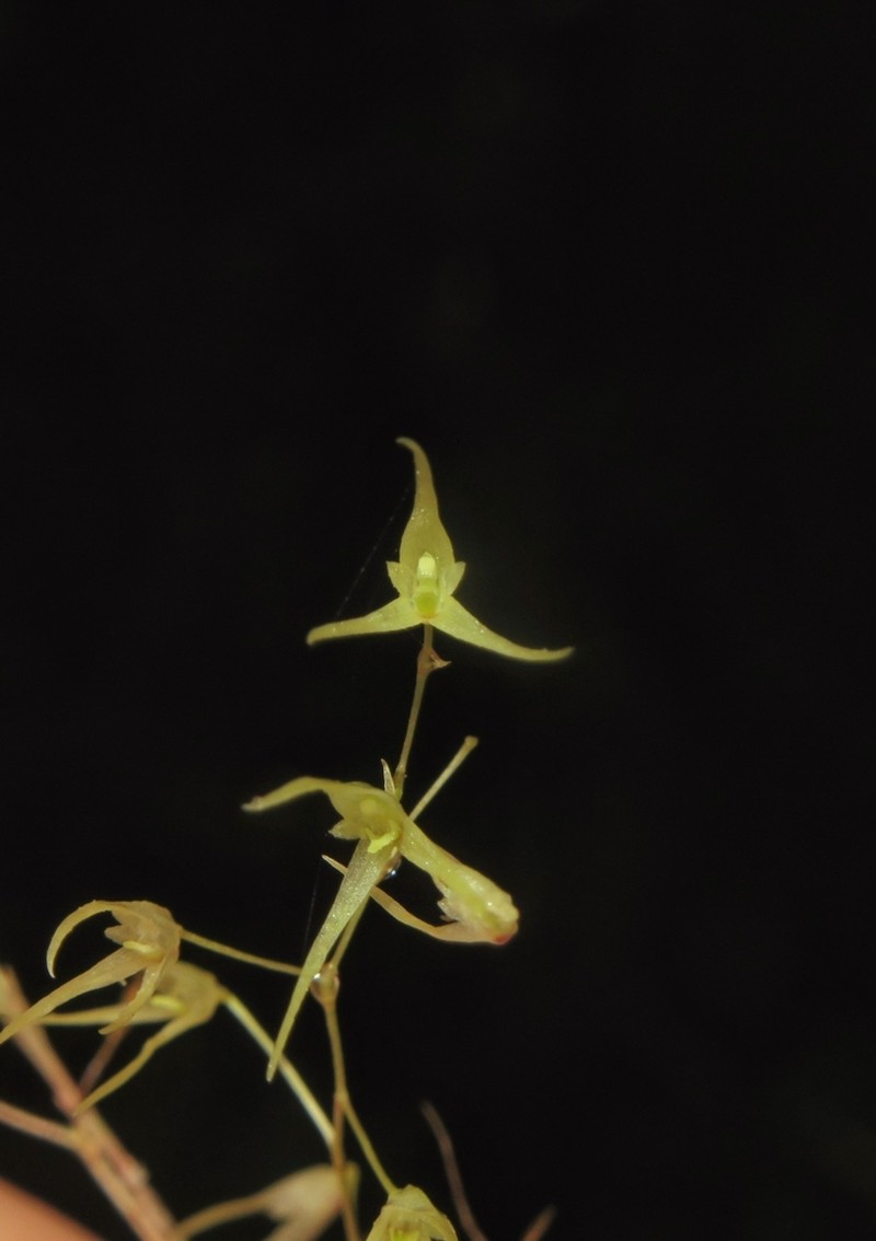 Karma cedralensis photo 4