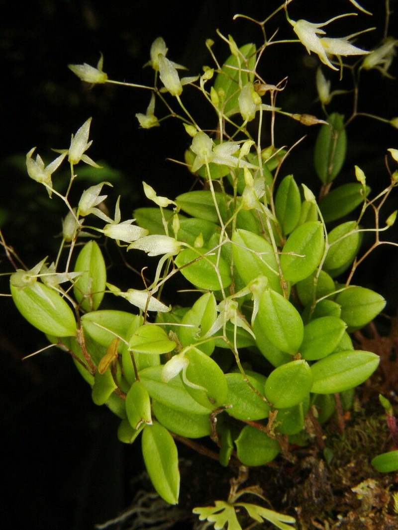Karma cedralensis photo 5