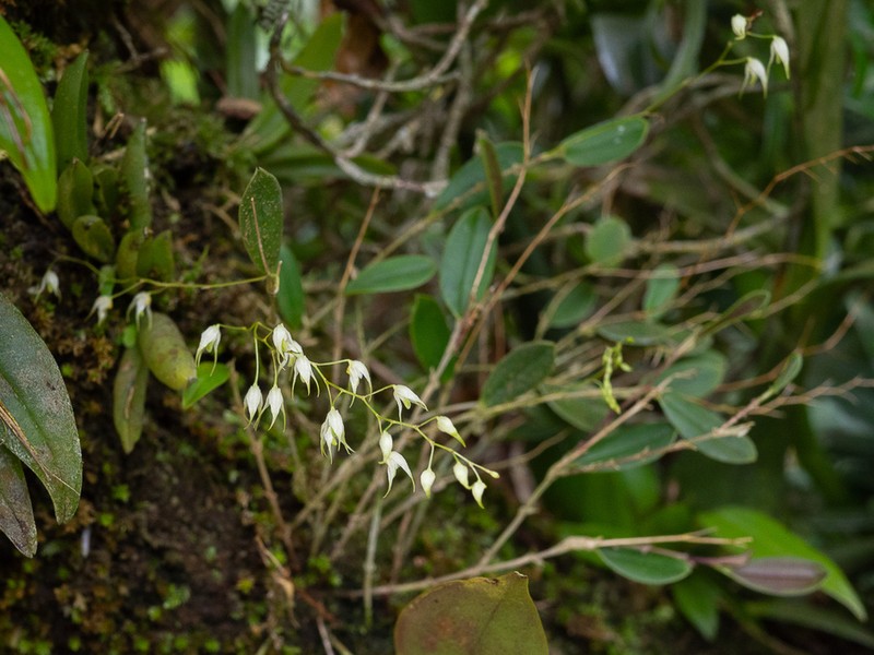 Karma cedralensis photo 6