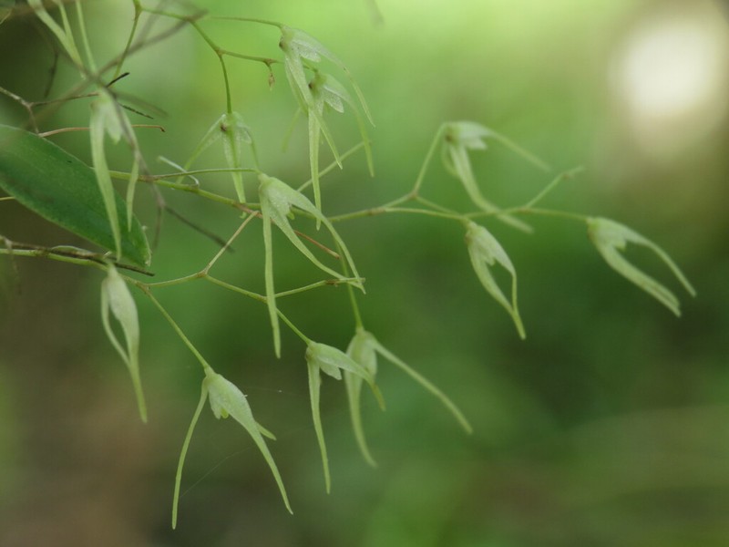 Karma cedralensis photo 7