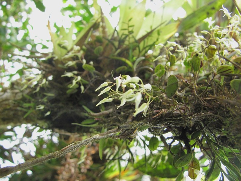 Karma cedralensis photo 8