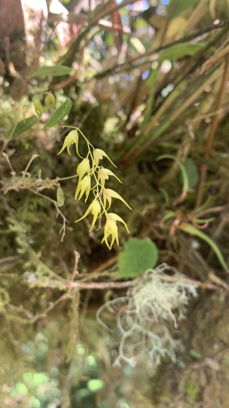 Karma dirhamphis