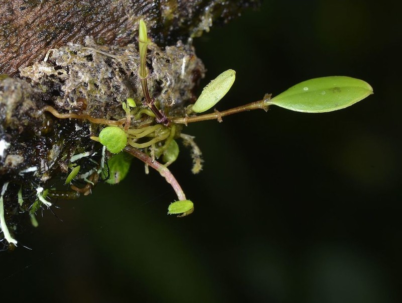 Colombian Bonnet Orchid