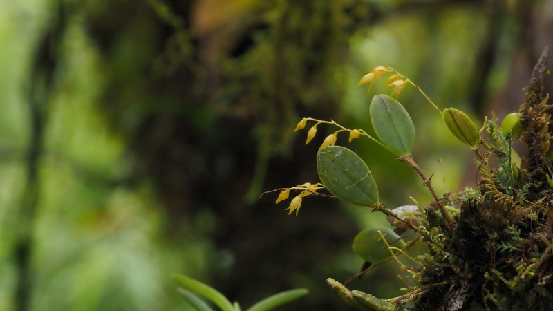 Colombian Bonnet Orchid photo 2
