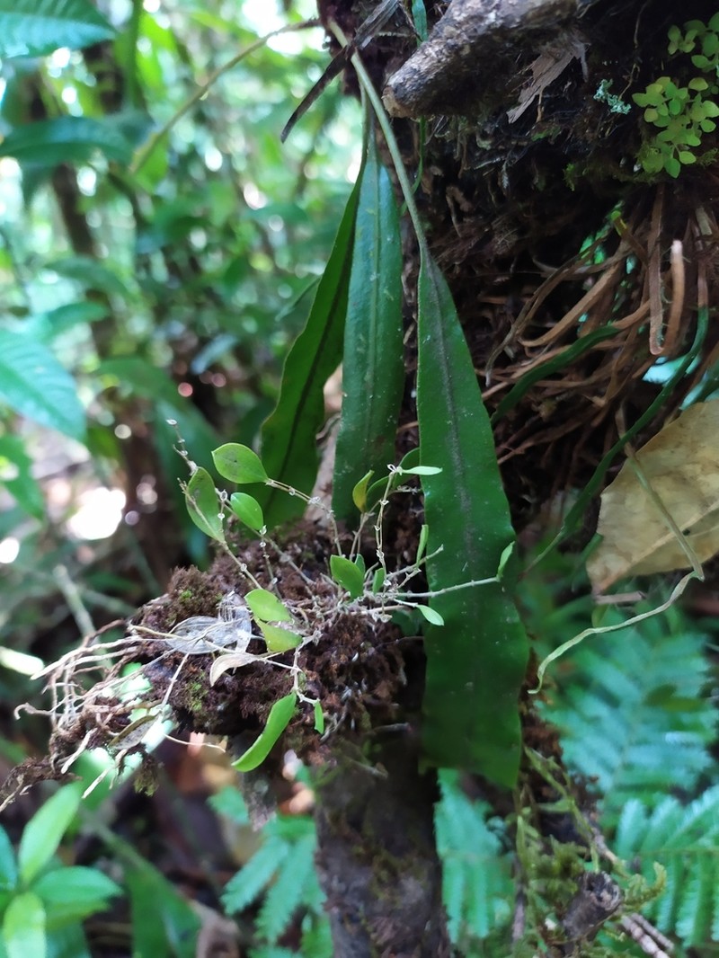 Colombian Bonnet Orchid photo 3