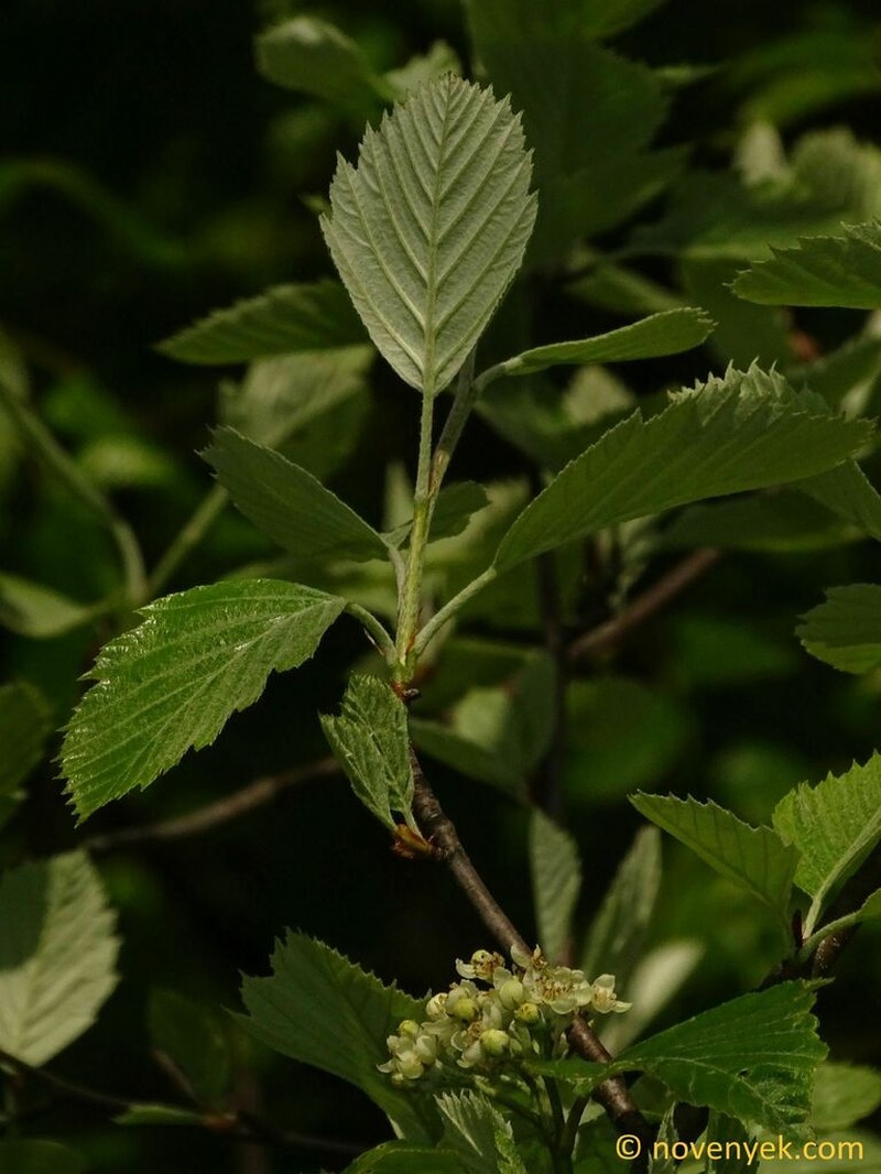 Karpatiosorbus acutiserrata