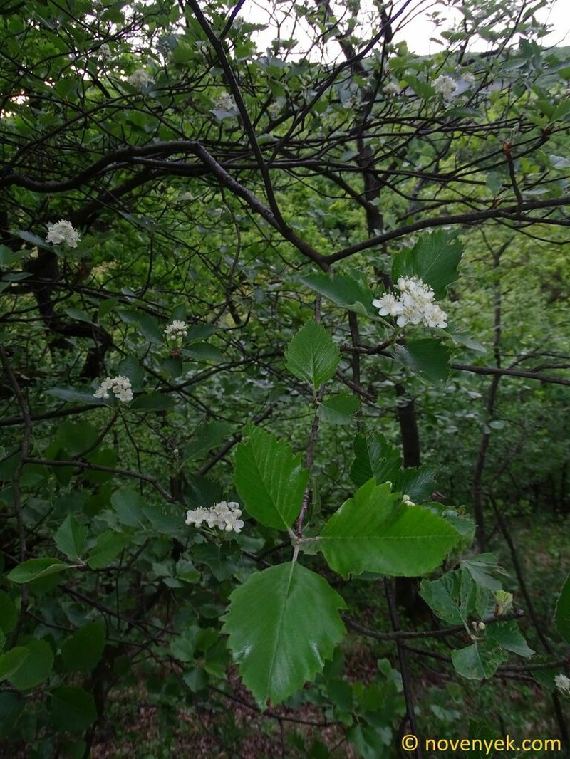 Karpatiosorbus adamii