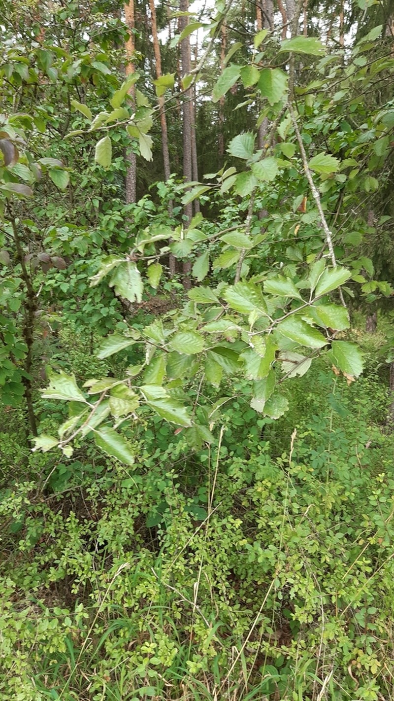 Karpatiosorbus adeana