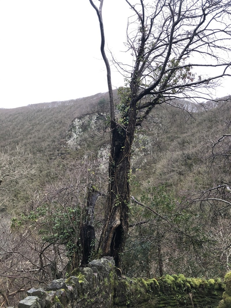 Karpatiosorbus admonitor