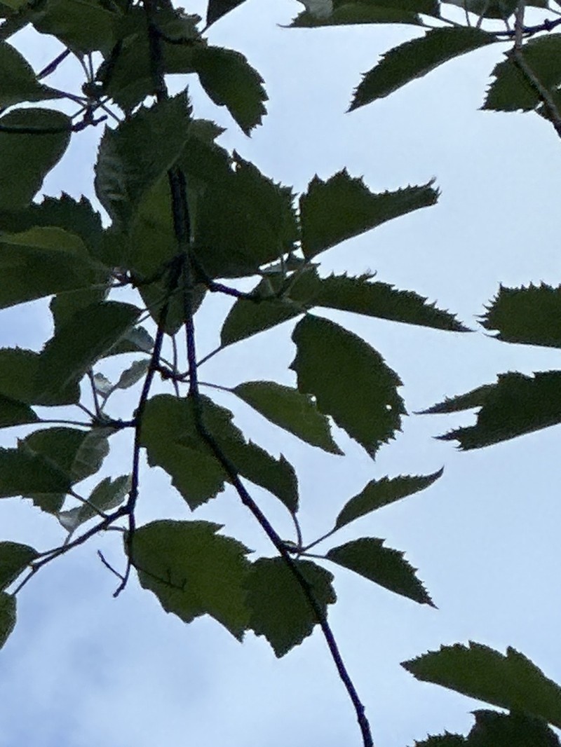 Karpatiosorbus admonitor photo 2