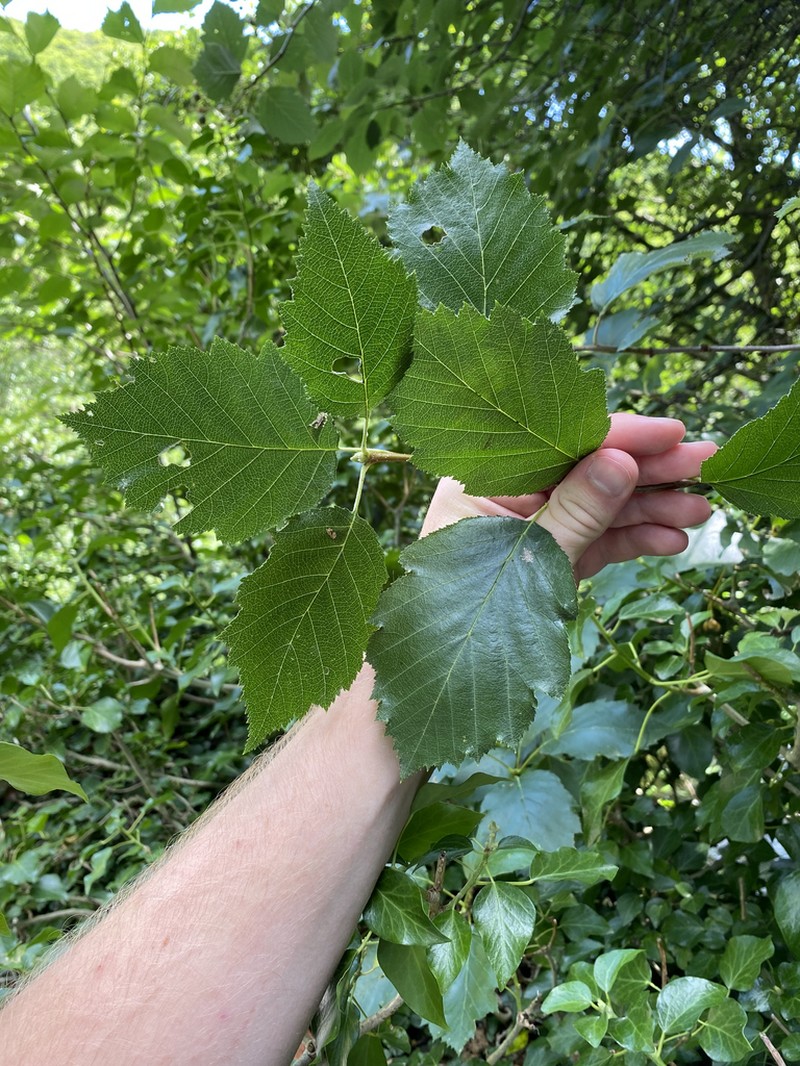 Karpatiosorbus admonitor photo 3