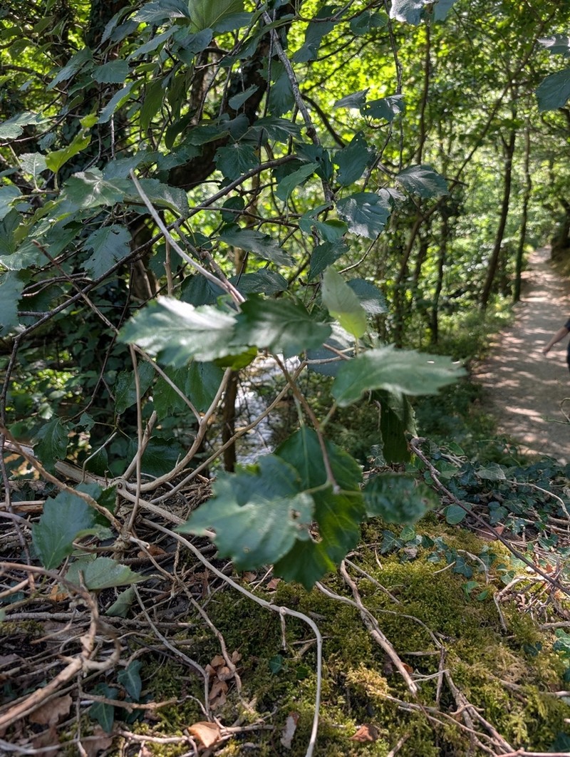 Karpatiosorbus admonitor photo 4
