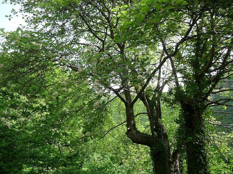 Karpatiosorbus admonitor photo 5