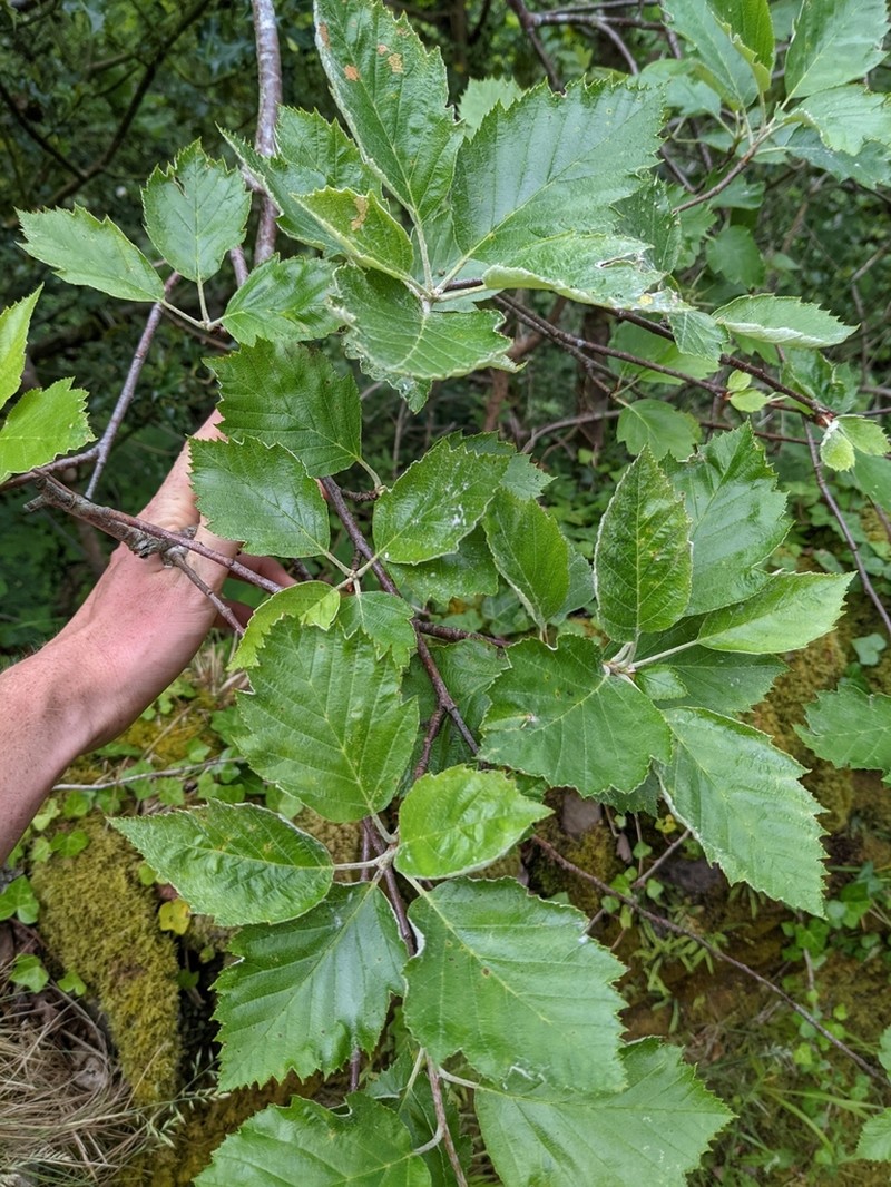 Karpatiosorbus admonitor photo 6