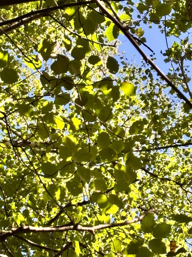 Karpatiosorbus admonitor photo 7