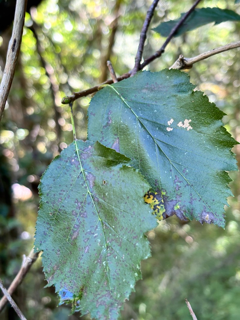 Karpatiosorbus admonitor photo 8