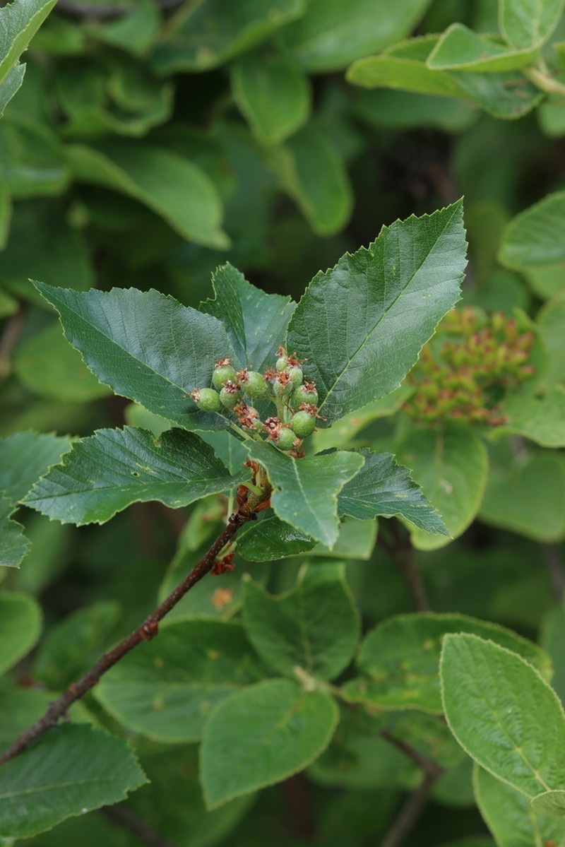 Karpatiosorbus albensis