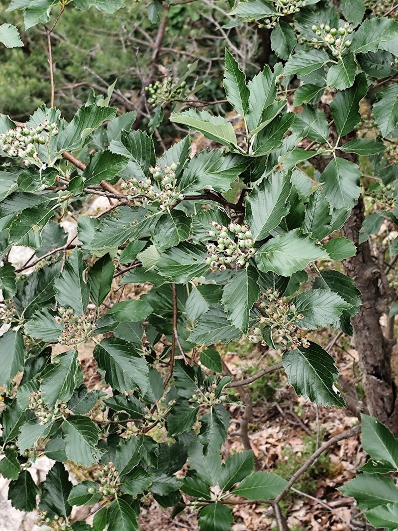 Karpatiosorbus alnifrons photo 2