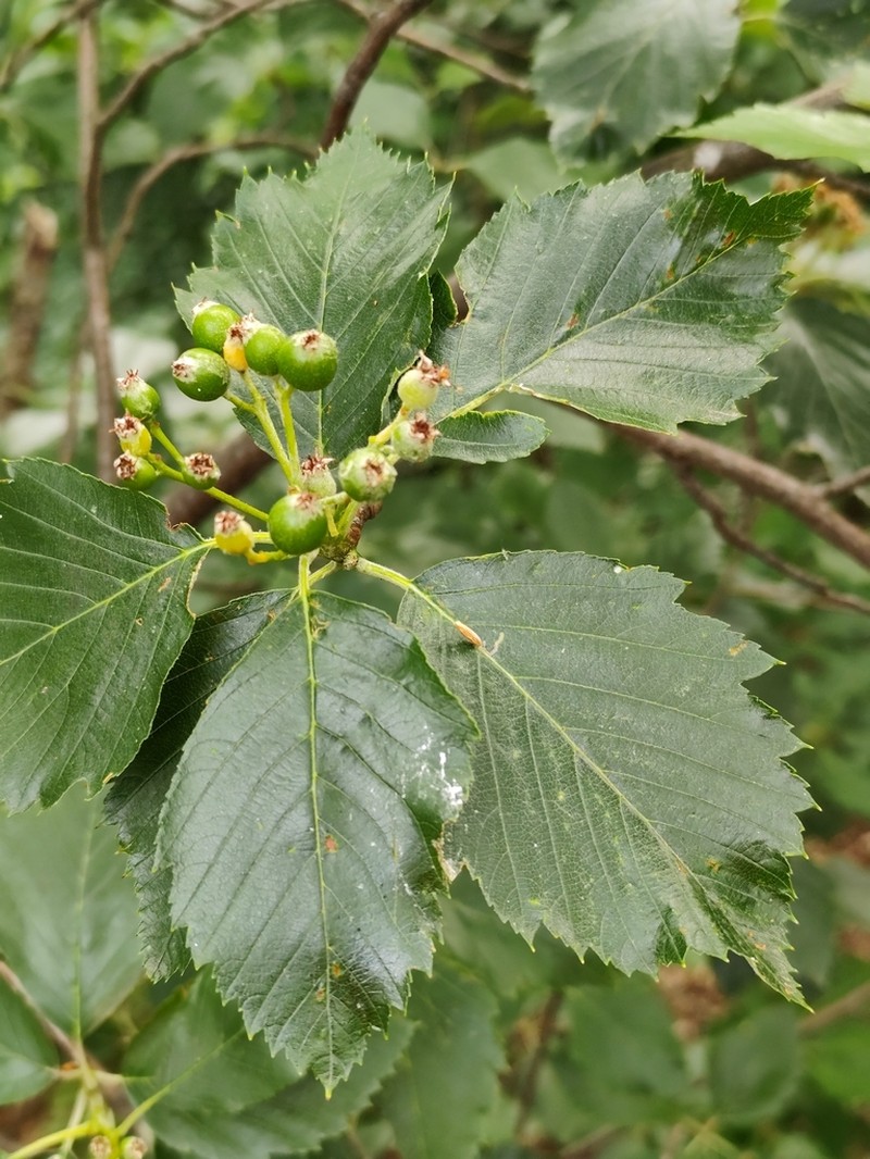 Karpatiosorbus alnifrons photo 4