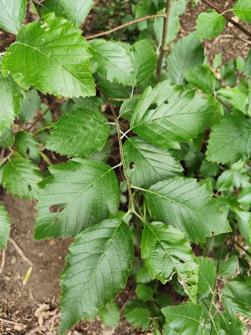 Karpatiosorbus alnifrons photo 6
