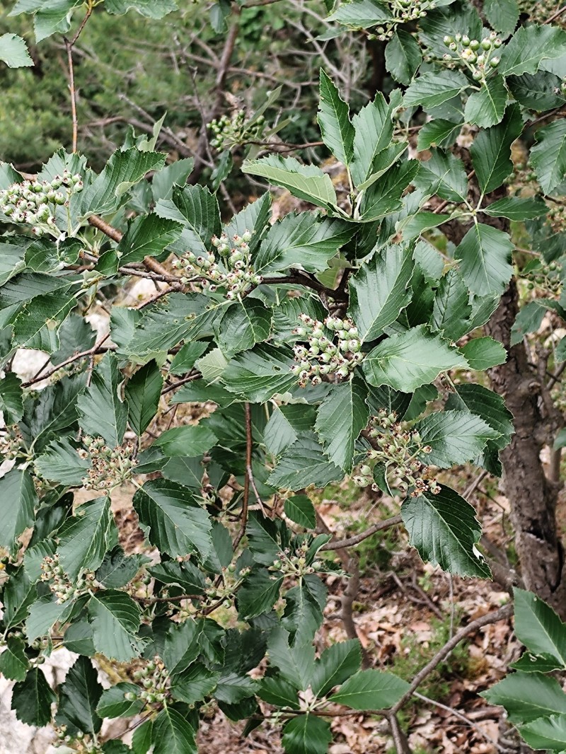 Karpatiosorbus alnifrons photo 7