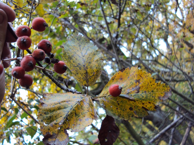 Karpatiosorbus alnifrons