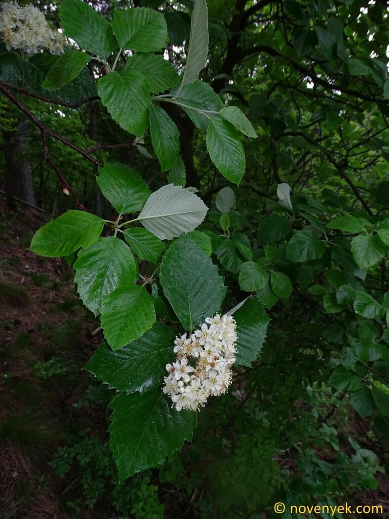 Karpatiosorbus andreanszkyana