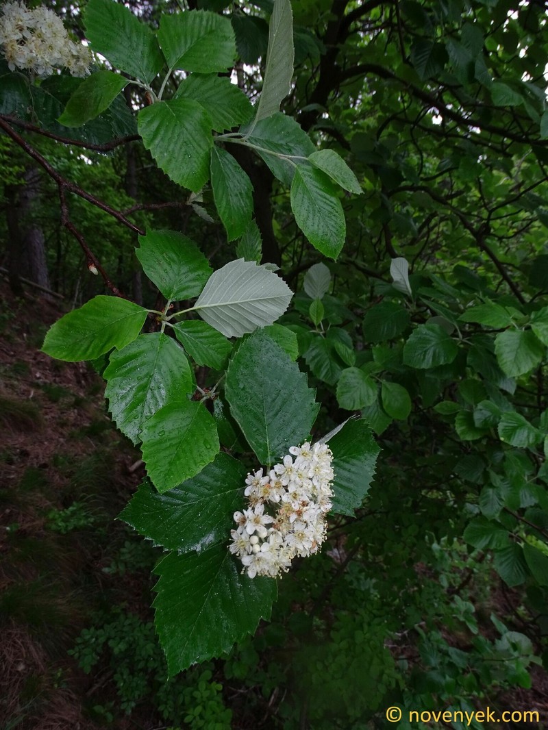 Karpatiosorbus andreanszkyana photo 2