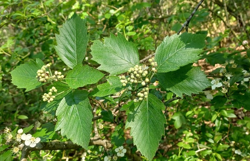 Karpatiosorbus badensis
