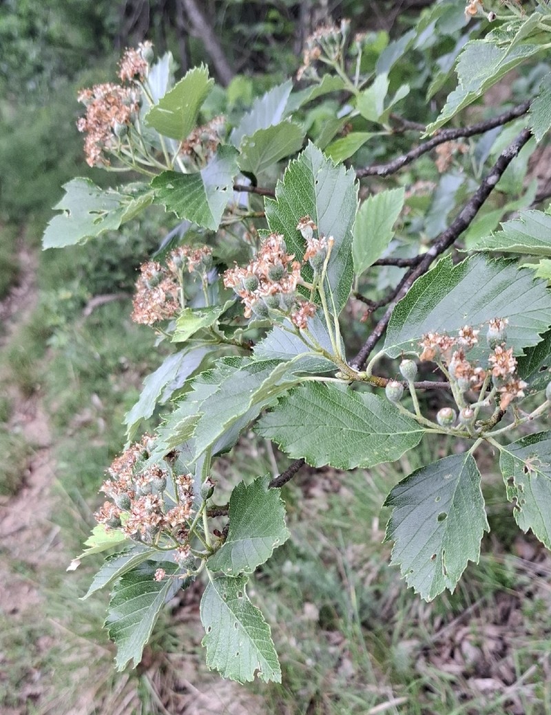 Karpatiosorbus badensis photo 2