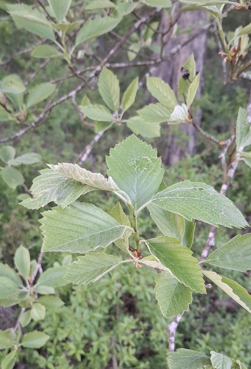 Karpatiosorbus badensis photo 3