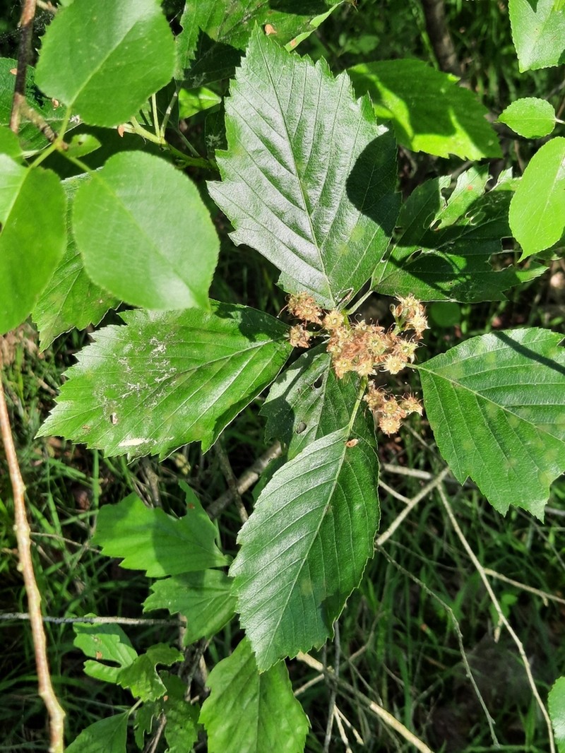 Karpatiosorbus badensis photo 4