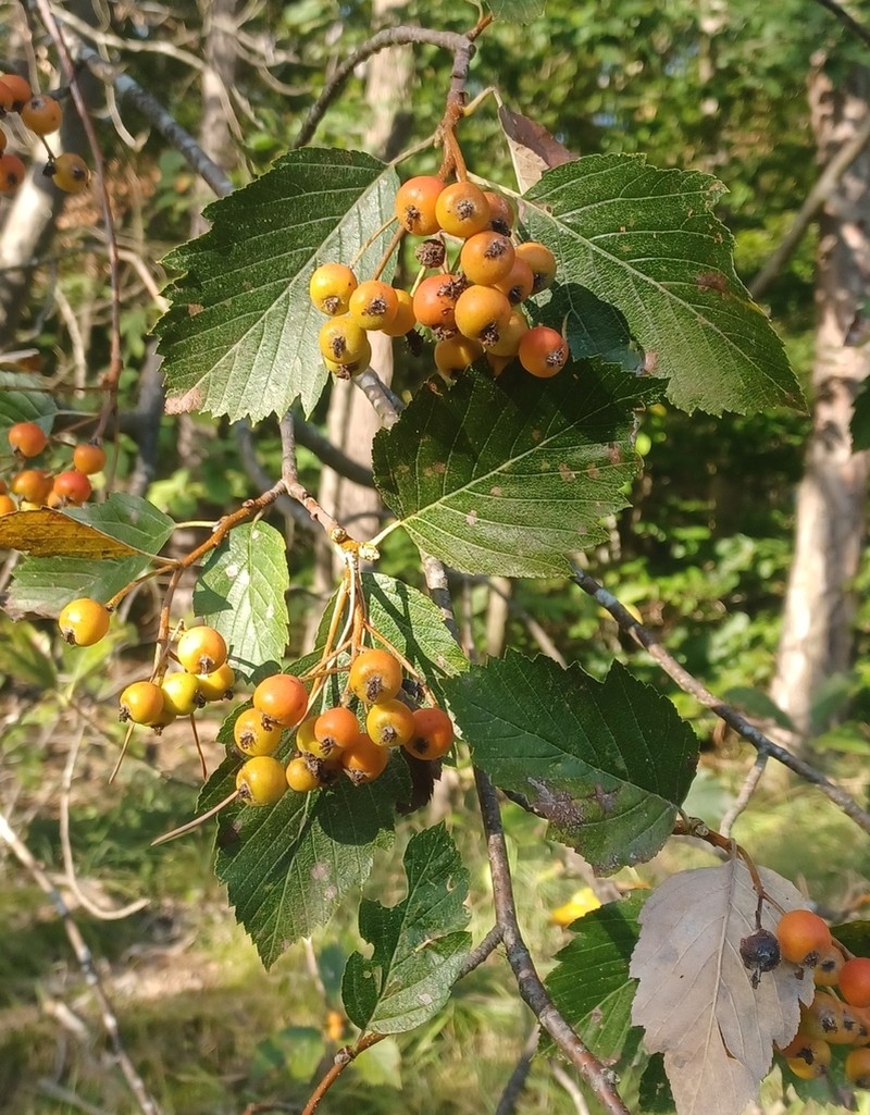 Karpatiosorbus badensis photo 5