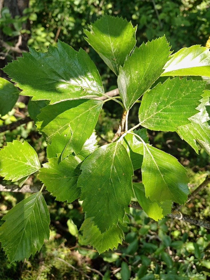 Karpatiosorbus badensis photo 6
