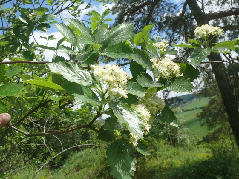 Karpatiosorbus badensis photo 7