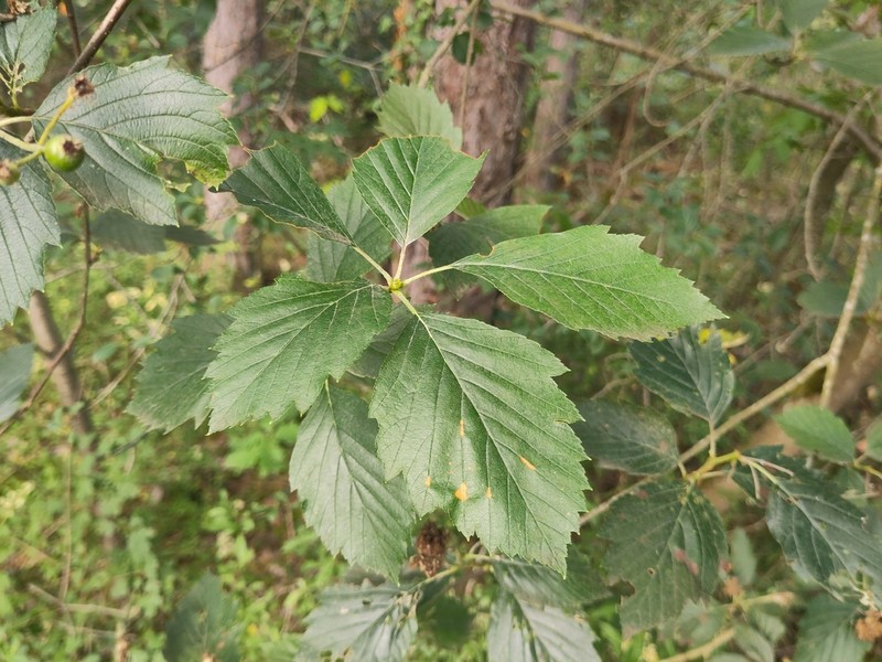 Karpatiosorbus badensis photo 8