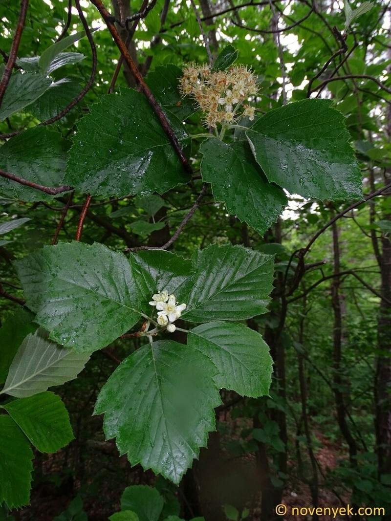 Karpatiosorbus bakonyensis
